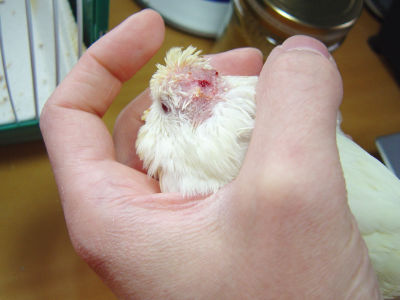 MJ - Noch recht kahl